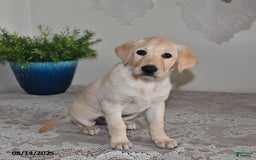 Labrador Retriever dogs for sale: Summer Rose - Image 5