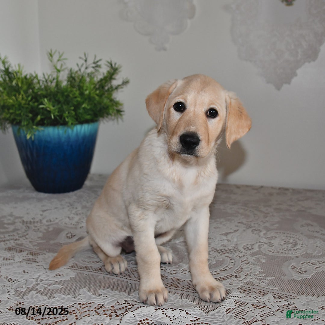 Labrador Retriever dogs for sale: Summer Rose - Image 5