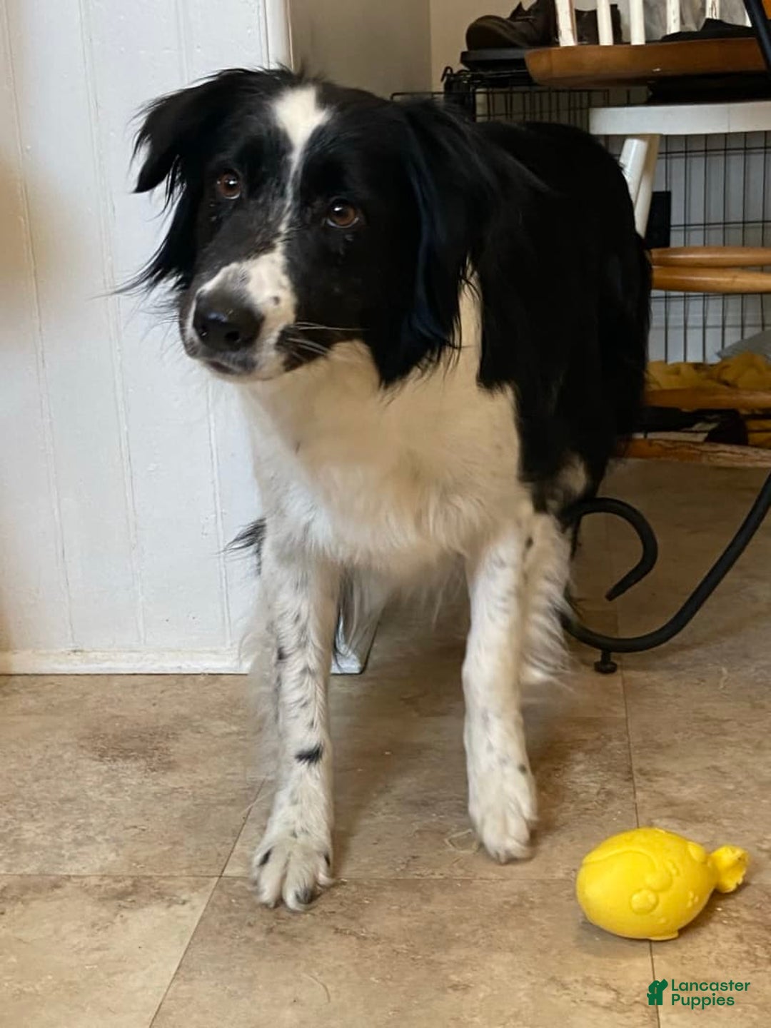Border Collie dogs for sale: Dasiy - Image 8