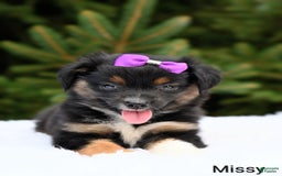 Miniature Australian Shepherd dogs for sale: Missy - Image 1