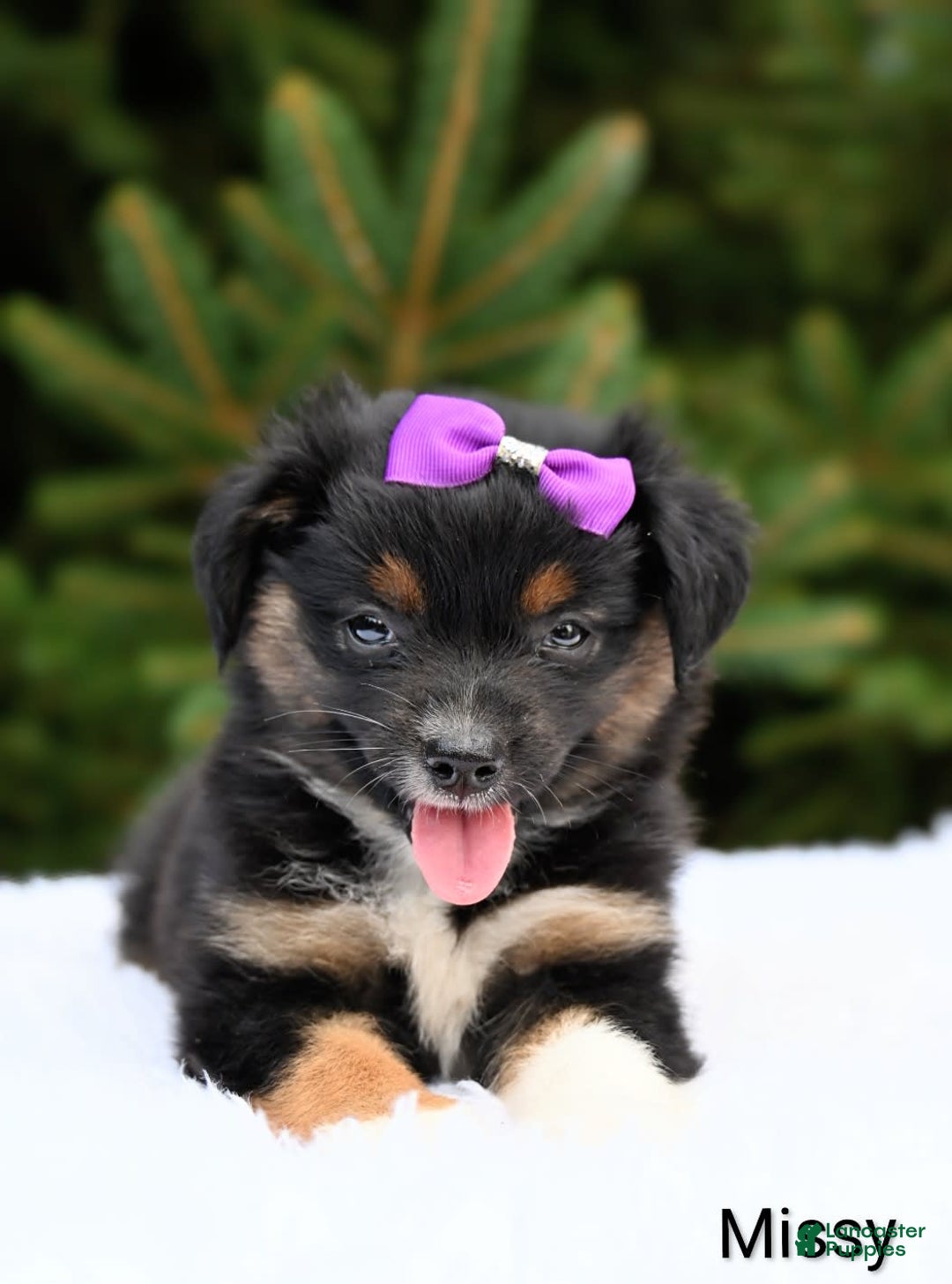 Miniature Australian Shepherd dogs for sale: Missy - Image 1