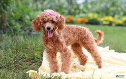 Miniature Poodle dogs for sale: Leah - Image 12