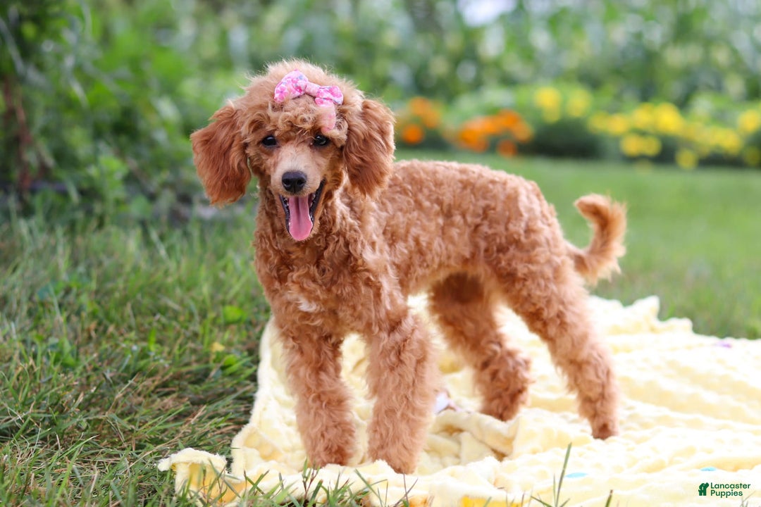 Miniature Poodle dogs for sale: Leah - Image 12