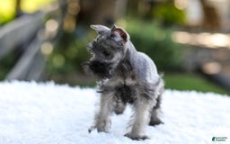 Miniature Schnauzer dogs for sale: Baxter - Image 8