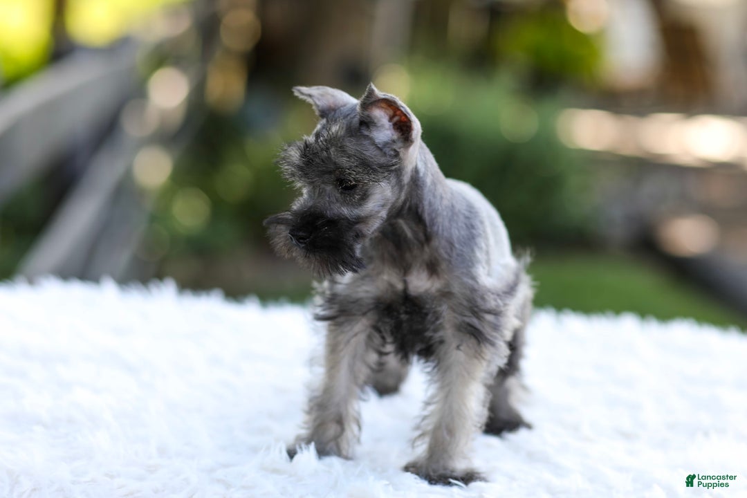Miniature Schnauzer dogs for sale: Baxter - Image 8