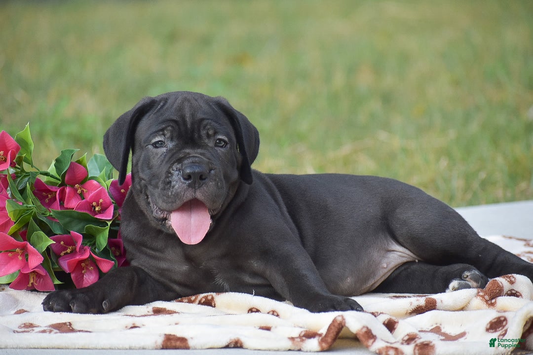 Cane Corso dogs for sale: Rebecca - Image 4