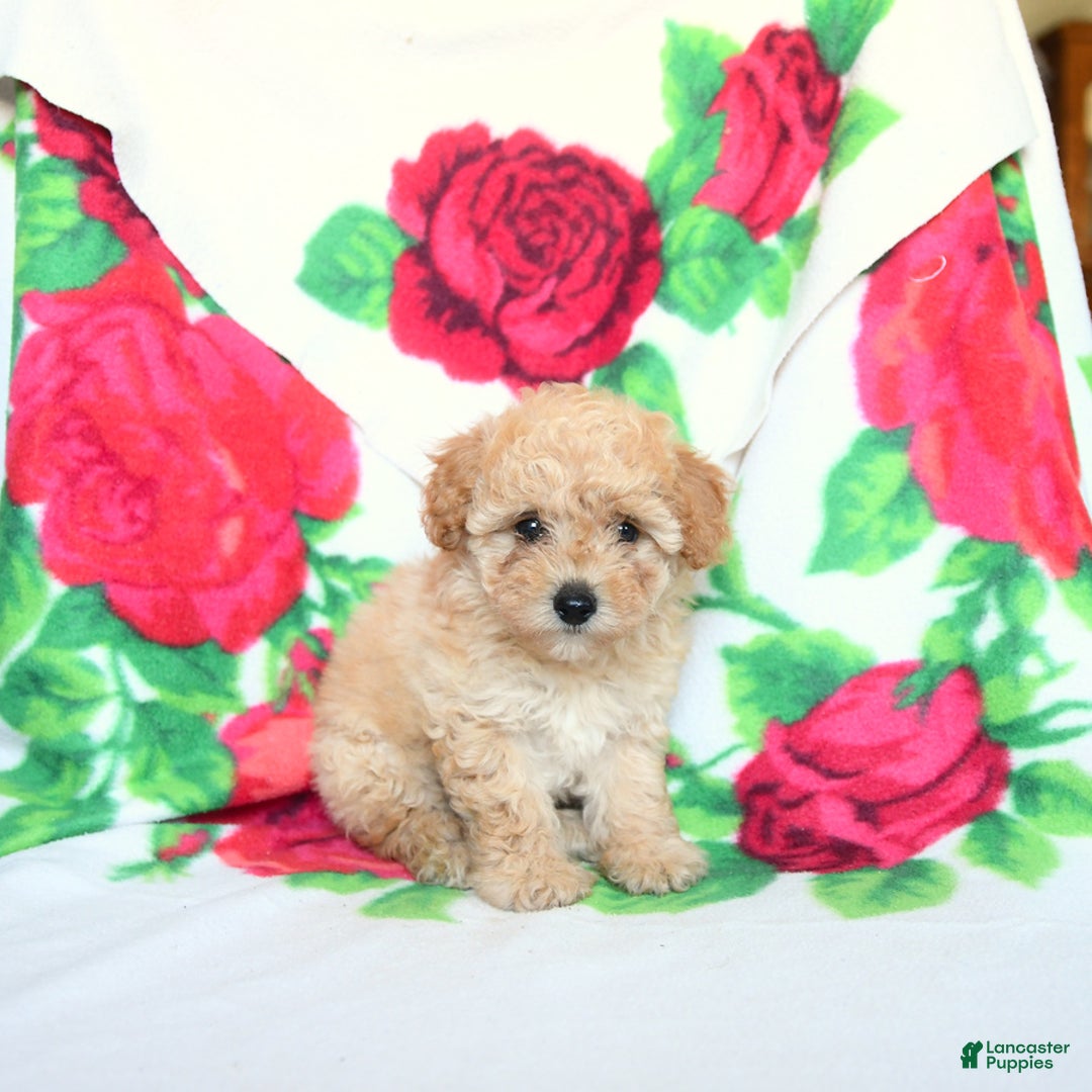 Toy Poodle dogs for sale: Toy Poodle 4 puppies - Image 11