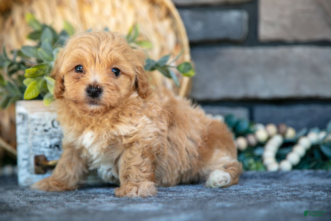 Havapoo dogs for sale: Cooper - Image 2