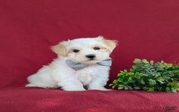 Maltese dogs for sale: Gus - Image 3