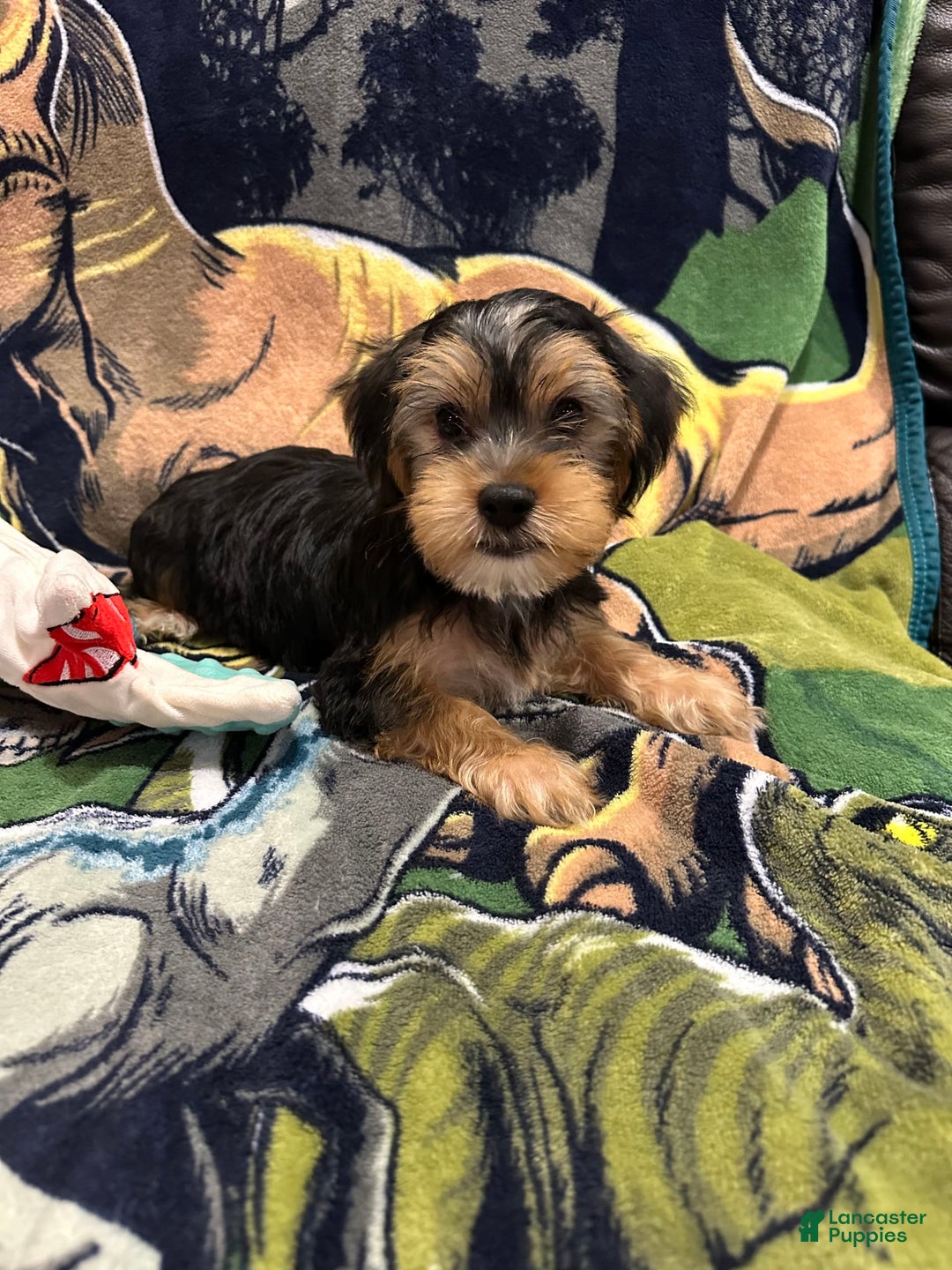 Yorkshire Terrier dogs for sale: Blue - Image 2