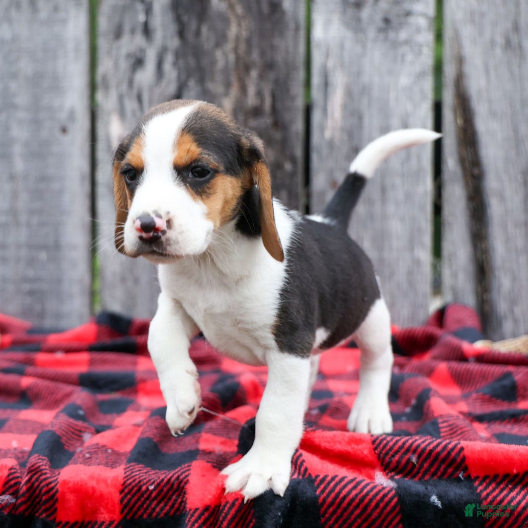 Beagle dogs for sale: Kylo - Image 10