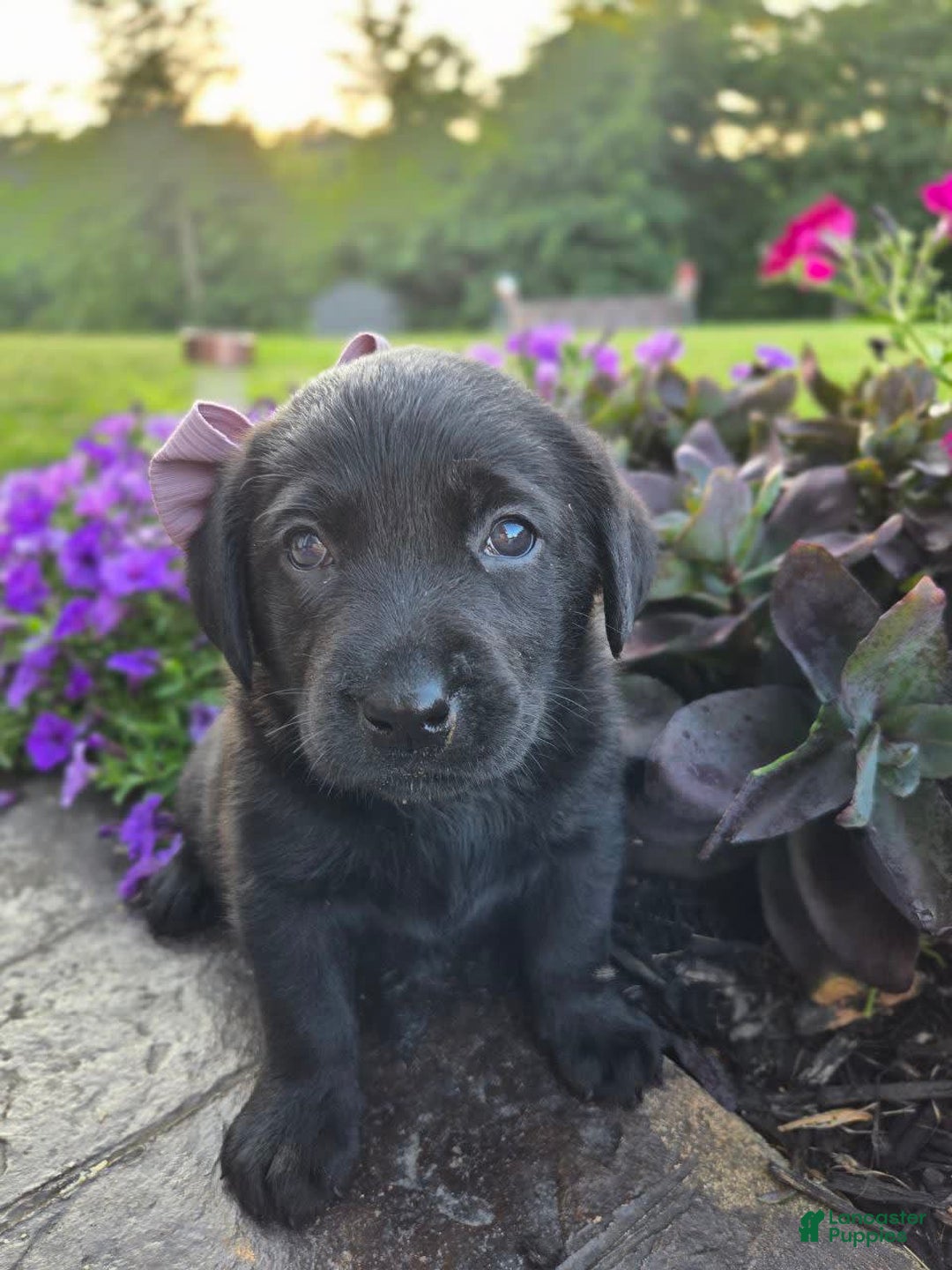 Labrador Retriever dogs for sale: Bella - Image 3
