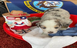 Australian Shepherd dogs for sale: Pearl Hart - Image 4