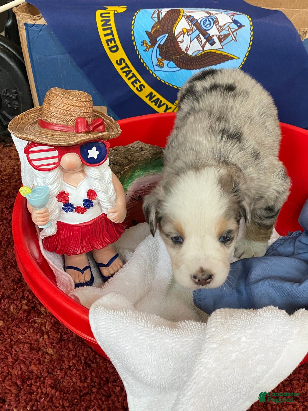 Australian Shepherd dogs for sale: Pearl Hart - Image 4