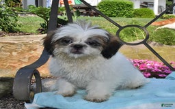 Shih Tzu dogs for sale: Spencer - Image 12