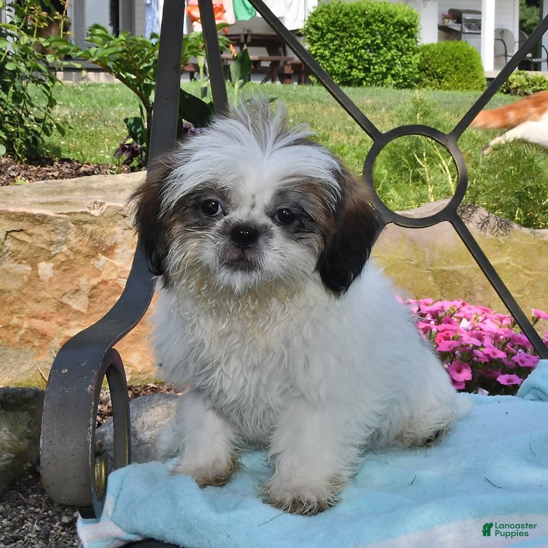 Shih Tzu dogs for sale: Spencer - Image 12