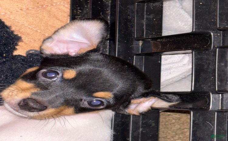 Toy Fox Terrier dogs - Advert 5