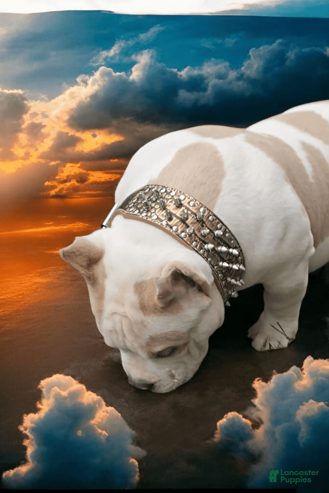 American Bully dogs for stud: T-REX - Image 4
