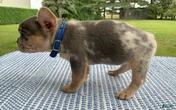 French Bulldog dogs for sale: Nelly - Image 5