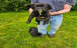 French Bulldog dogs for sale: Fluffy Female Liz - Image 7