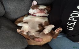 Boston Terrier dogs for sale: Pheobe - Image 5