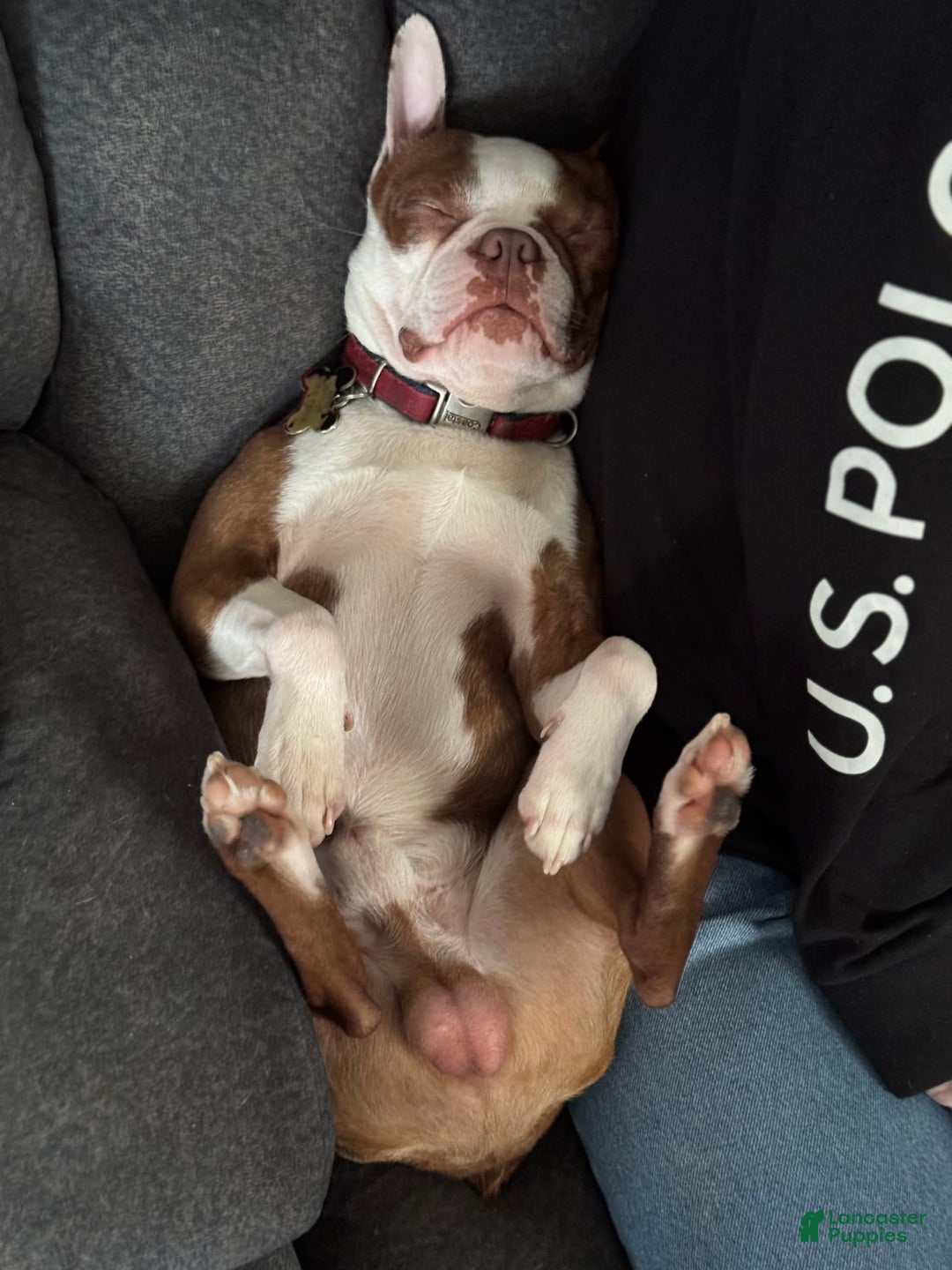 Boston Terrier dogs for sale: Pheobe - Image 5
