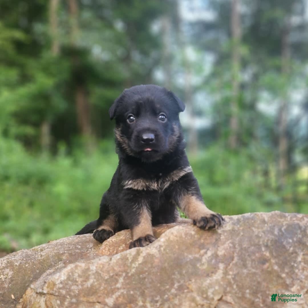 German Shepherd dogs for sale: Kat - Image 14