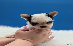 Yorkshire Terrier dogs for sale: Dolly - Image 1