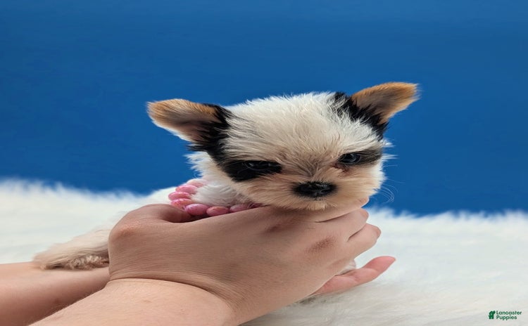 Yorkshire Terrier dogs for sale - Ad 1