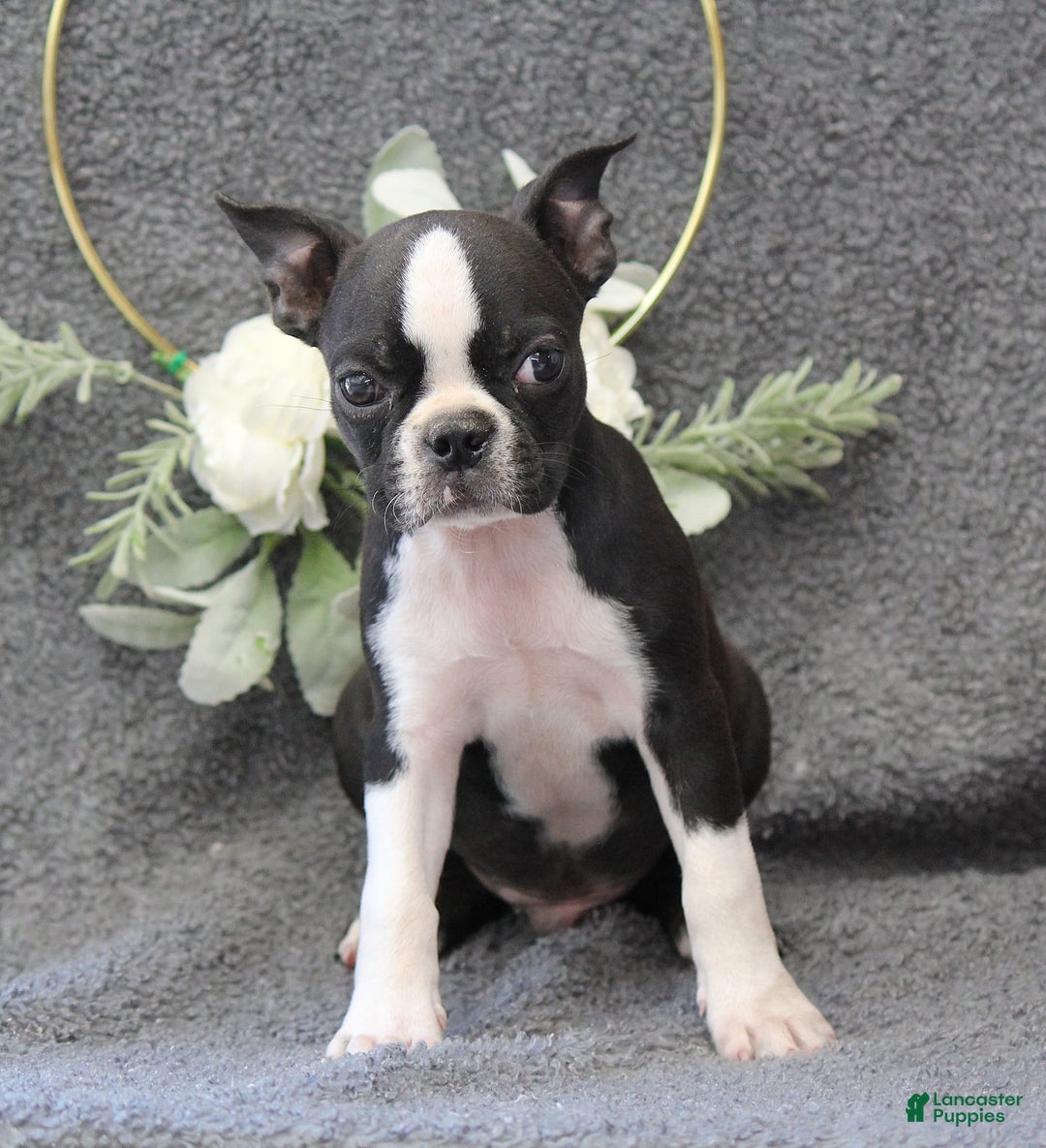 Boston Terrier dogs for sale: Zane - Image 2