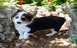 Welsh Corgi Pembroke dogs for sale: Tucker Fluffy - Image 28