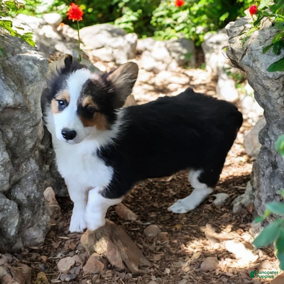 Welsh Corgi Pembroke dogs for sale: Tucker Fluffy - Image 28