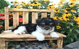 Rat Terrier dogs for sale: Bella - Image 1