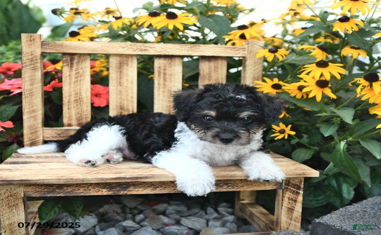 Rat Terrier dogs for sale - Ad 4