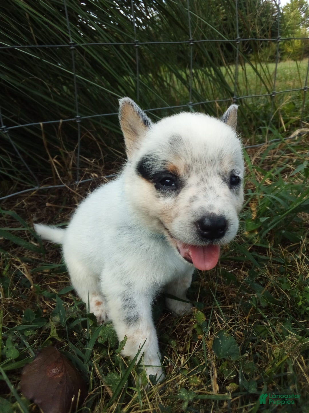 Australian Cattle Dog dogs for sale: Australian Cattle Dog 7 puppies - Image 4