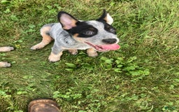 Australian Cattle Dog dogs for sale: Tan - Image 1