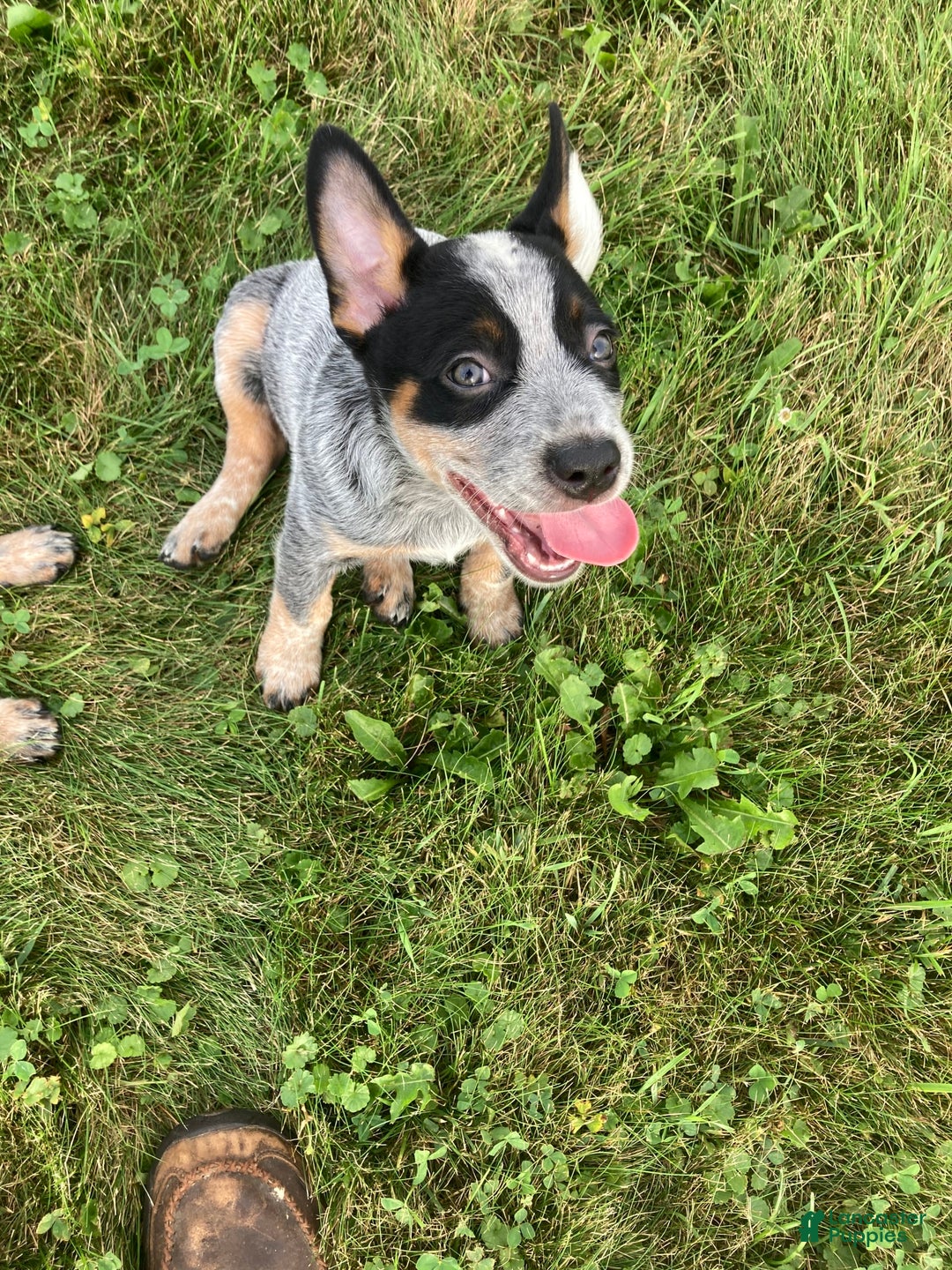 Australian Cattle Dog dogs for sale: Tan - Image 1