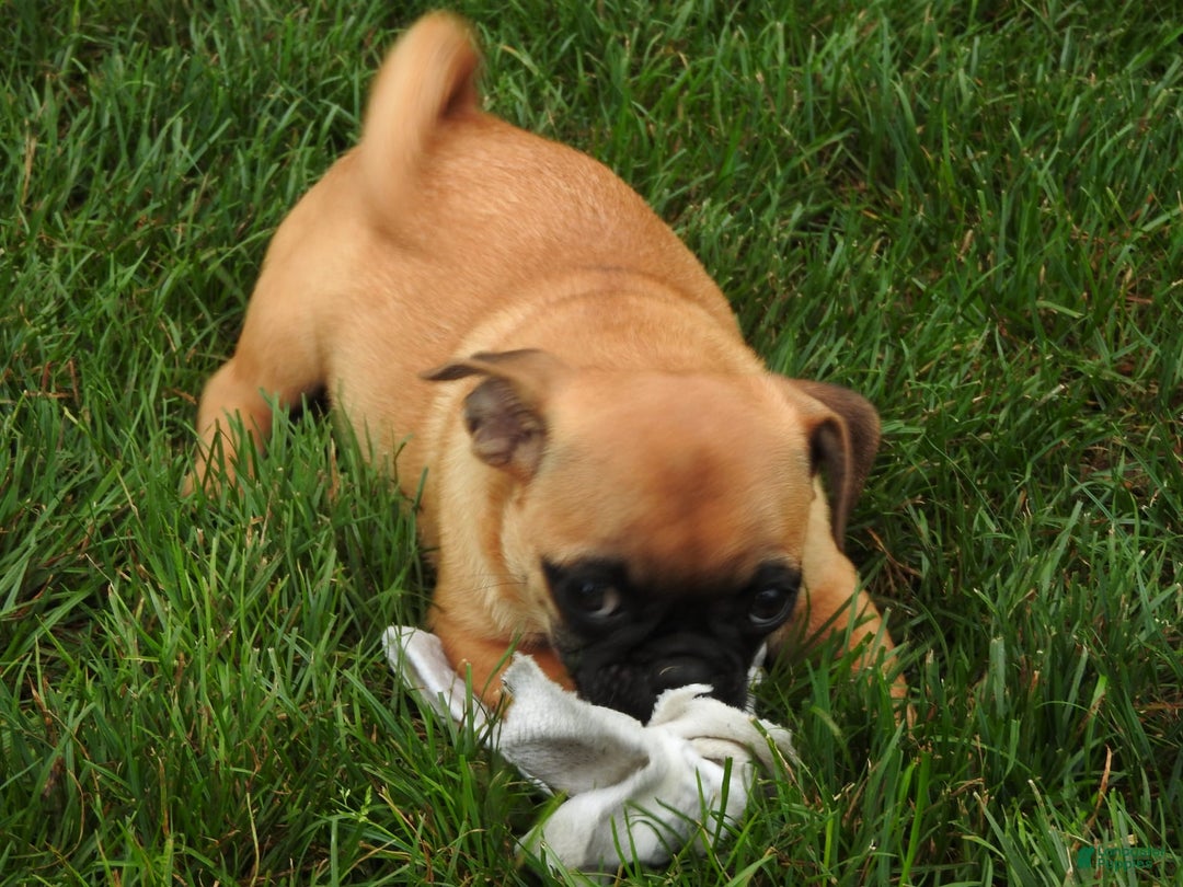 Jug dogs for sale: Riley - Image 4