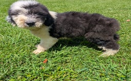 Old English Sheepdog dogs for sale: Flurry - Image 10