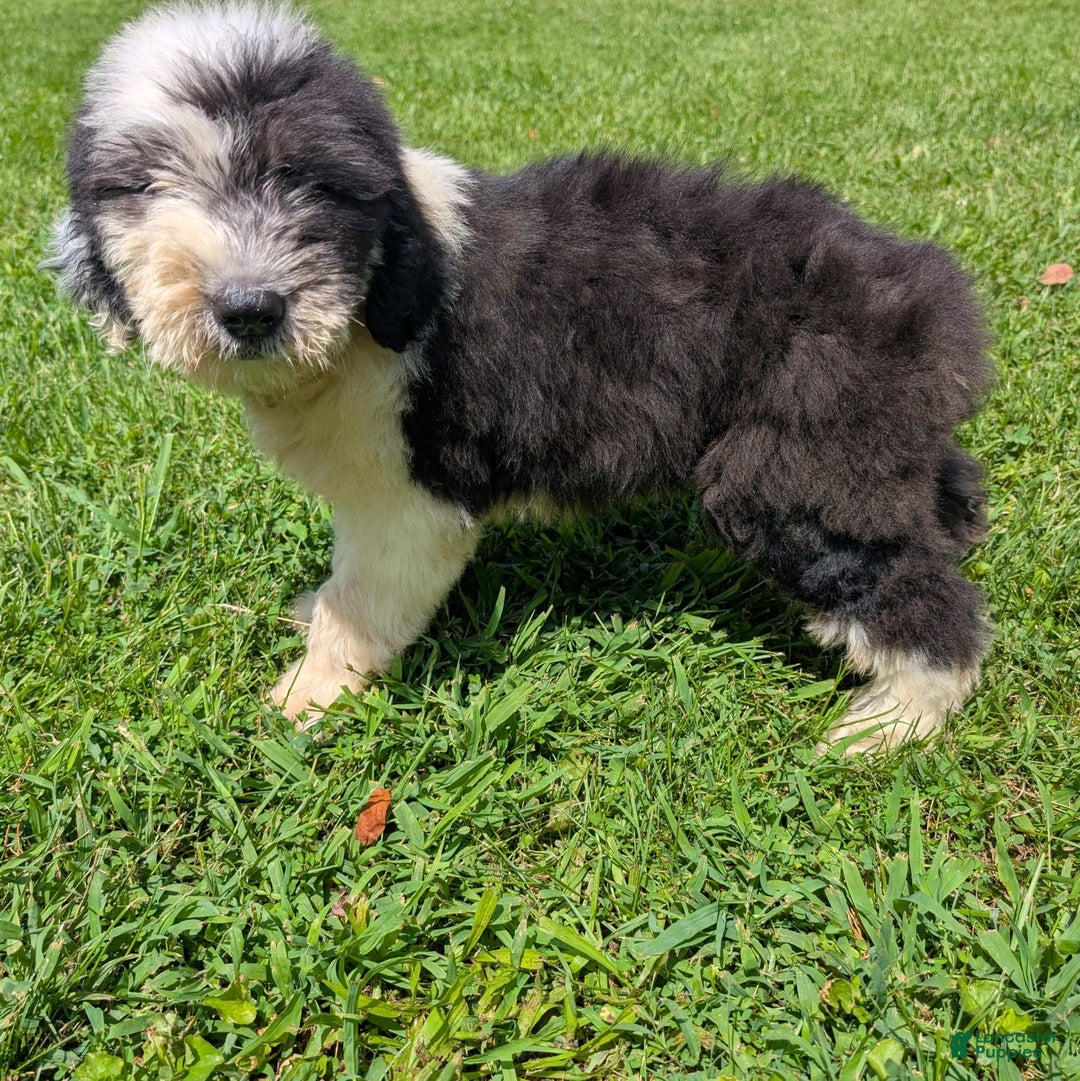 Old English Sheepdog dogs for sale: Flurry - Image 10