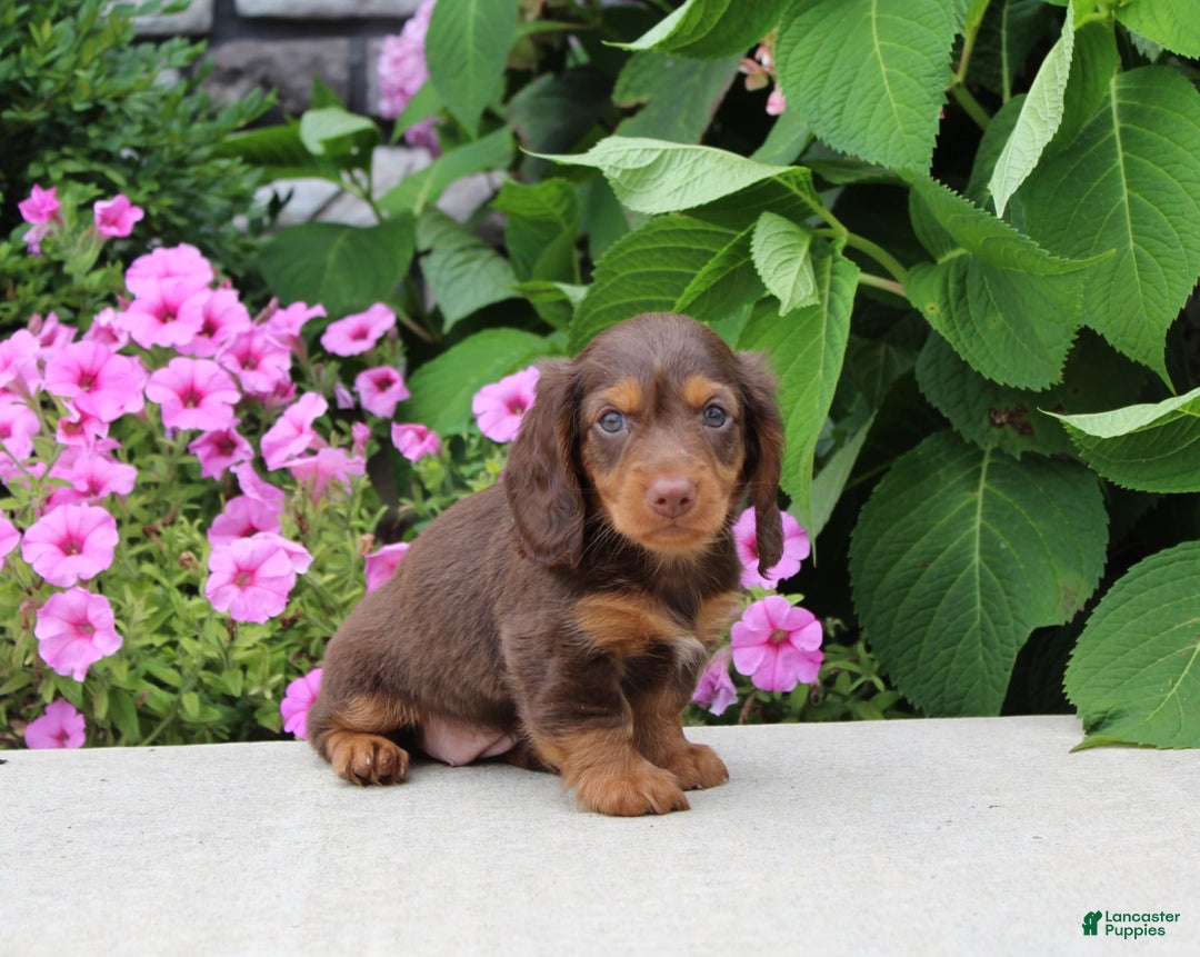 Dachshund dogs for sale: Princess - Image 6