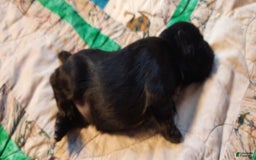 Miniature Schnauzer dogs for sale: Girl2 - Image 8