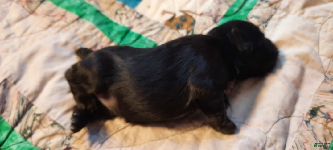 Miniature Schnauzer dogs for sale: Girl2 - Image 8