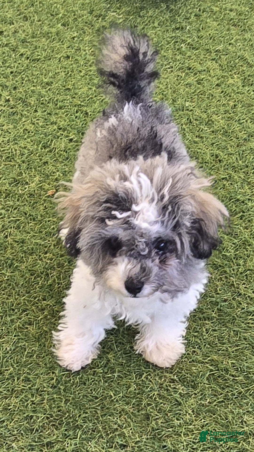 Miniature Poodle dogs for sale: Truffle - Image 1