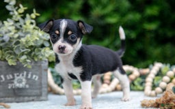 Chihuahua dogs for sale: Sparky - Image 1