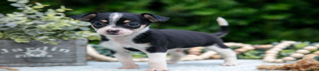 Sparky