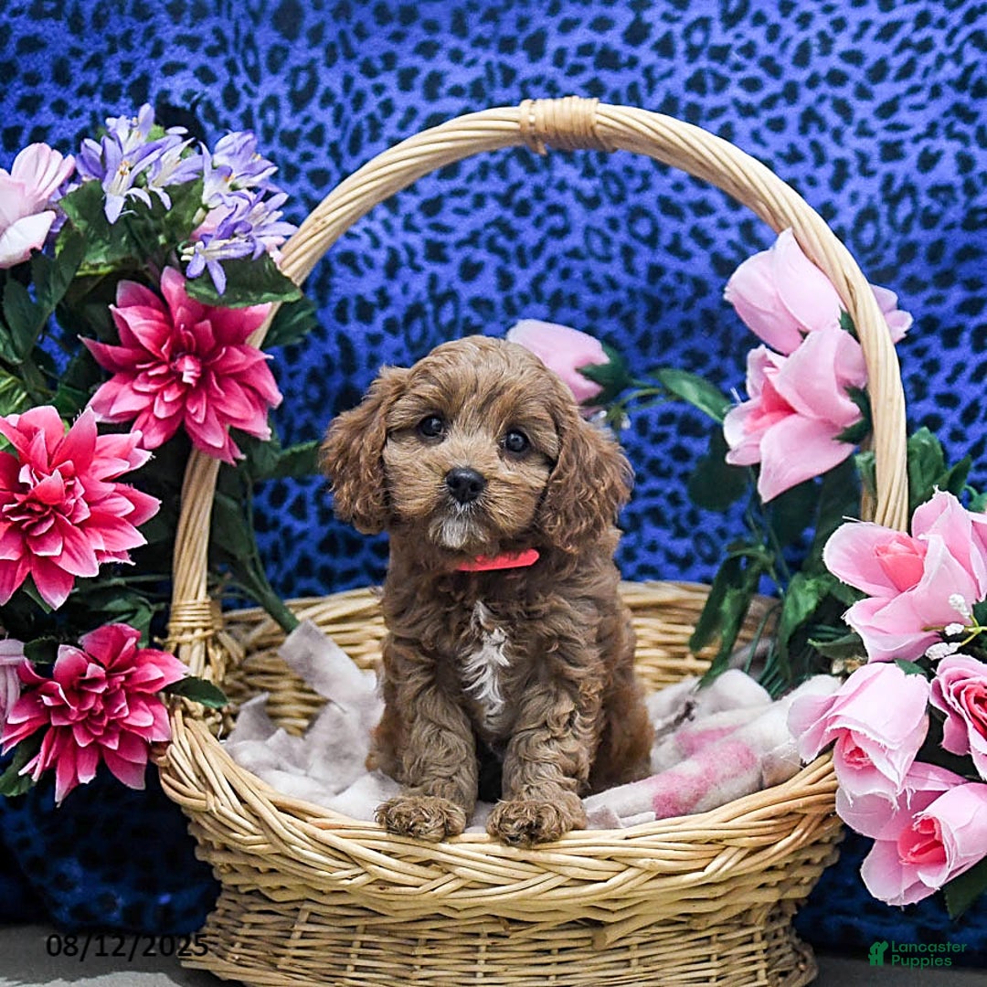 Cavapoo dogs for sale: Buttercup - Image 5