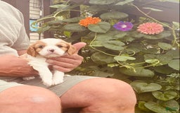 Cavalier King Charles Spaniel dogs for sale: Blenheim Boy - Image 6
