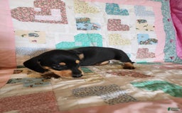 Miniature Dachshund dogs for sale: Perry - Image 5