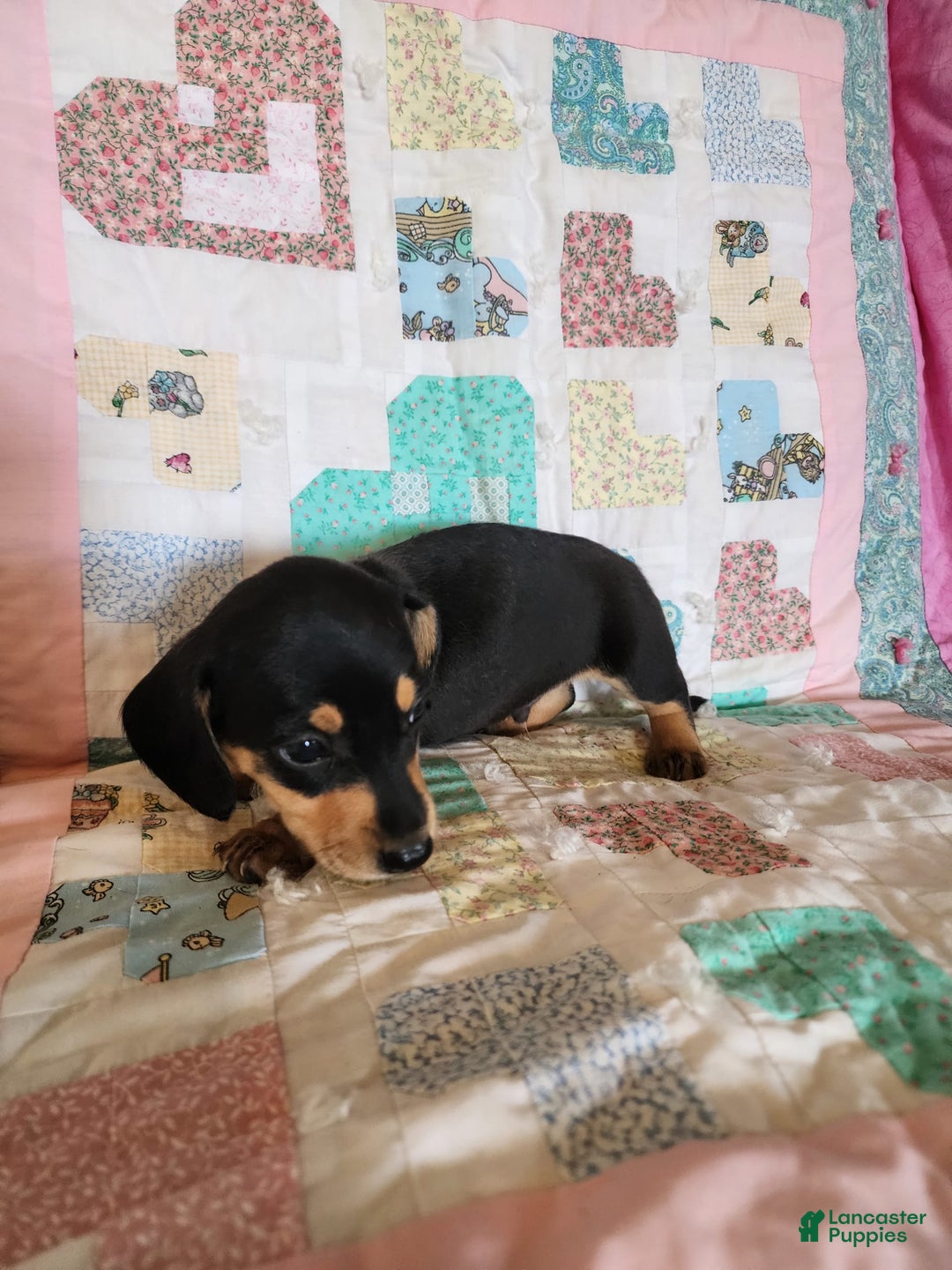 Miniature Dachshund dogs for sale: Perry - Image 5